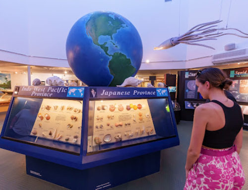 National Shell Museum Adds Great Hall Spotlights Tours to its Experiential Programming