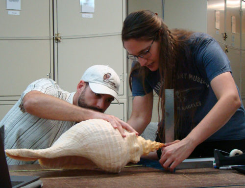 Landmark New Research on the Horse Conch Includes National Shell Museum Specimens