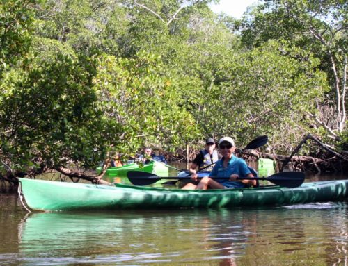 Discounts for Local Lee, Collier & Charlotte County  Residents at Tarpon Bay Explorers