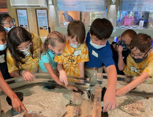 National Shell Museum’s K-12 Educational Programming Resumes with School Back in Session