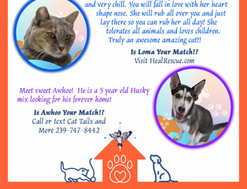 Matchmaker Pets of the Week!